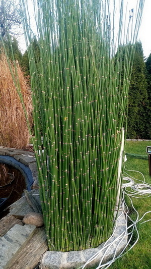 Skrzyp zimowy Robustum - polski bambus